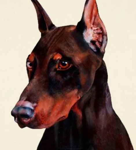 Dobermann